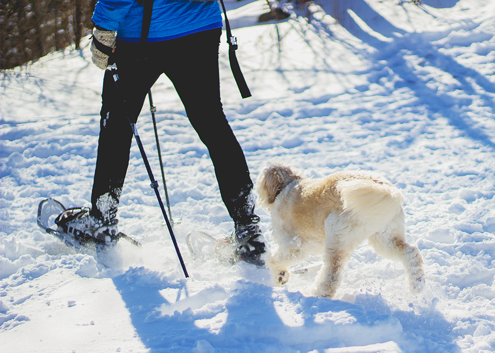 Family Day activities: Snowshoeing